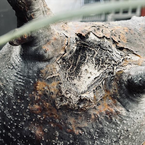 コーデックス：パキポディウム グラキリス 発根済*塊根幅22cm 現品