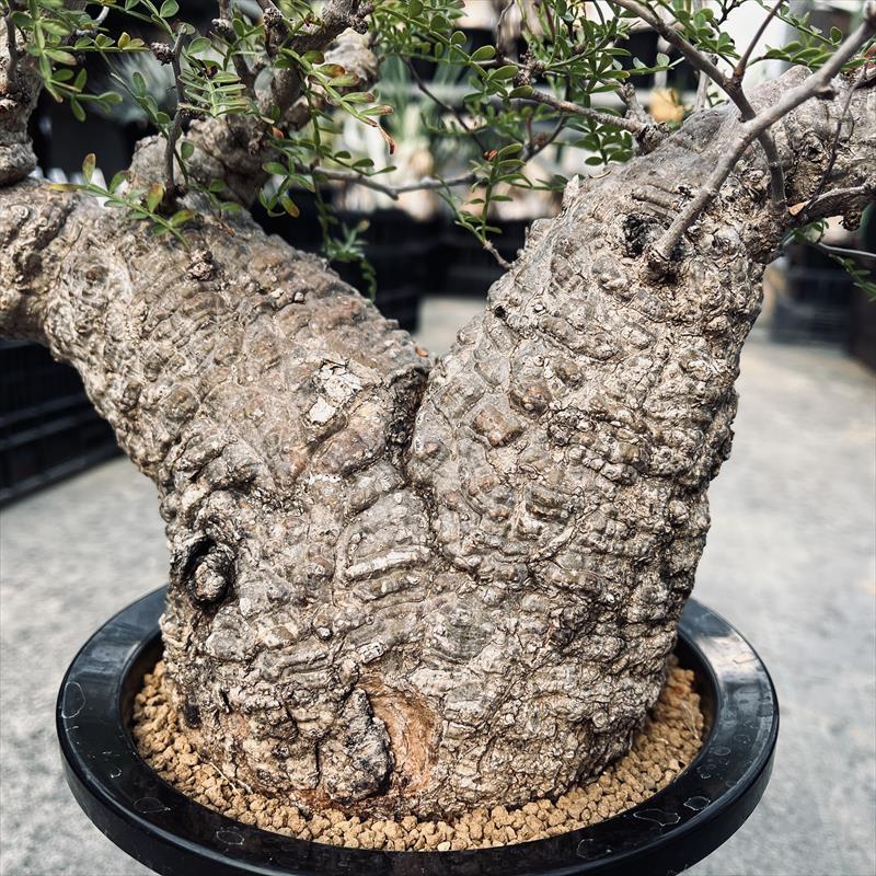 ☆特価☆コーデックス：オペルクリカリア パキプス 発根済*葉幅33cm