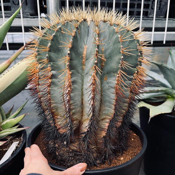 サボテン：フェロカクタス 王冠竜*幅22cm 現品！一品限り : 遊恵盆栽
