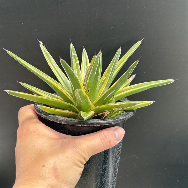 多肉植物：アガベ 笹の雪錦 黄覆輪*L 幅18cm : 遊恵盆栽 Yahoo!店