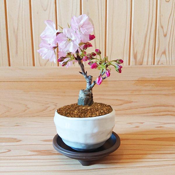 桜盆栽：ミニ旭山桜(白丸変形鉢)*受け皿付き (2026年春開花予定