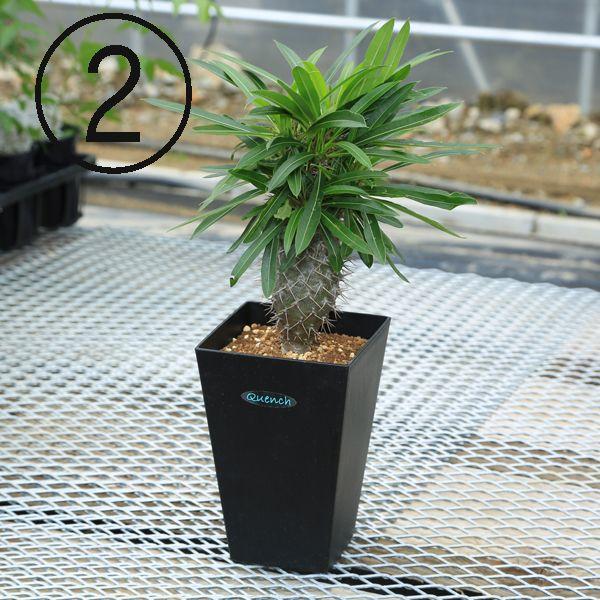 多肉植物：パキポディウム ゲアイー 亜阿相界*現品選べます : 遊恵盆栽