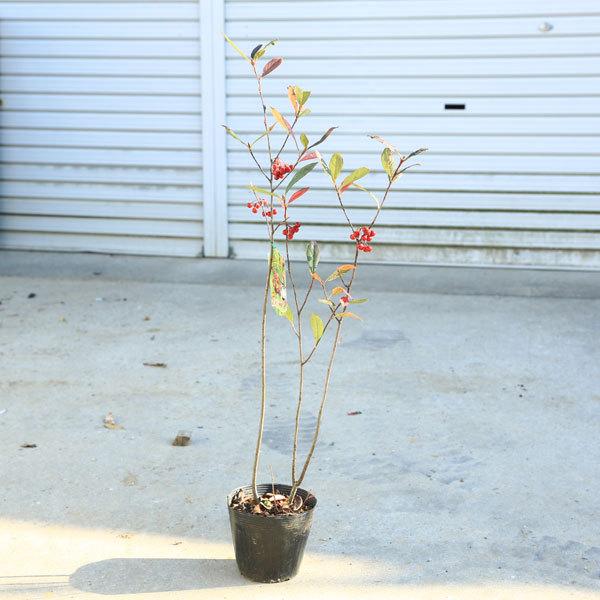 庭木/苗木：クックベリー （アロニア）赤実 : 遊恵盆栽 Yahoo!店