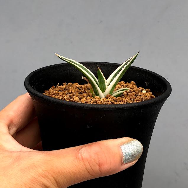 多肉植物：アガベ 氷山*幅5cm 現品！一品限り : 遊恵盆栽 Yahoo!店