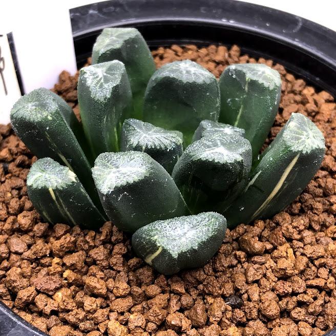 多肉植物：ハオルチア 万象錦 N-29*幅6cm 現品！一品限り : 遊恵盆栽