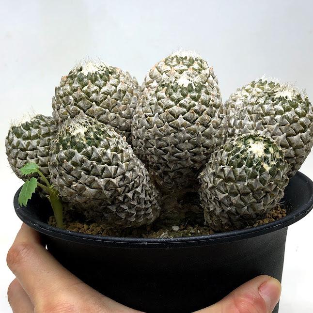 サボテン：ペレキフォラ 銀牡丹群生 自根*幅15cm 現品 一品限り