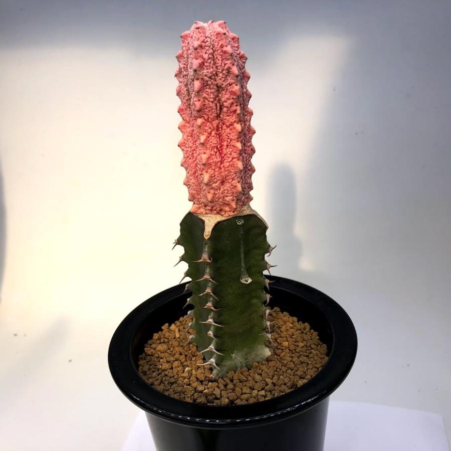 多肉植物：ユーフォルビア アブデルクリ錦 'ダマスク' ツギ*幅3cm