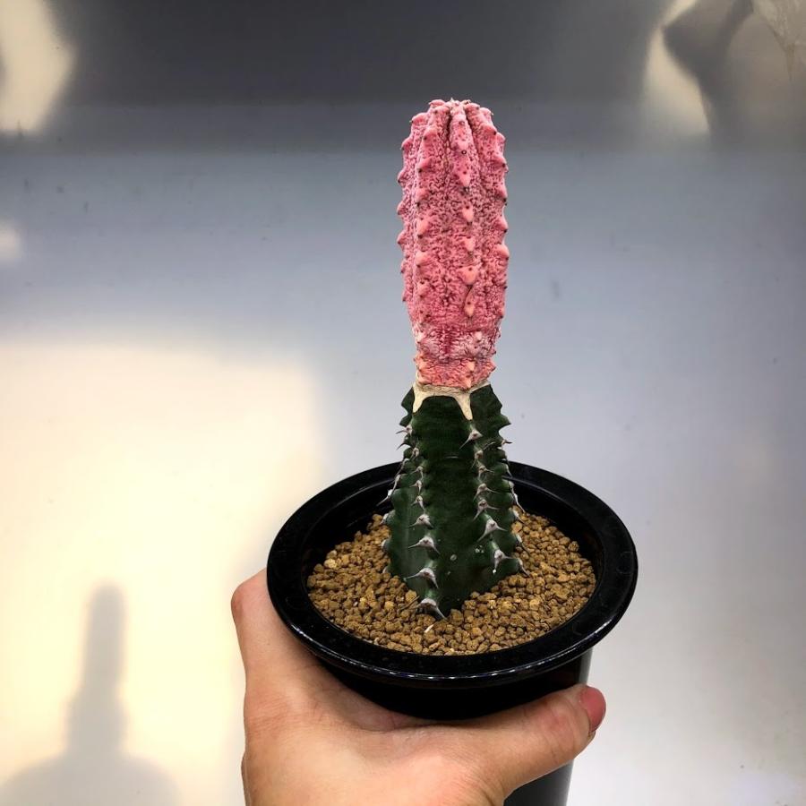 多肉植物：ユーフォルビア アブデルクリ錦 'ダマスク' ツギ*幅3cm