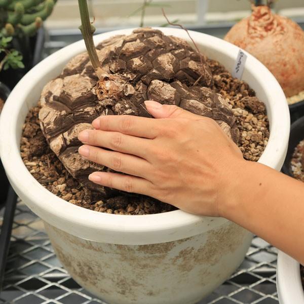 コーデックス：メキシコ亀甲竜 ディオスコレア マクロスタチア*塊幅