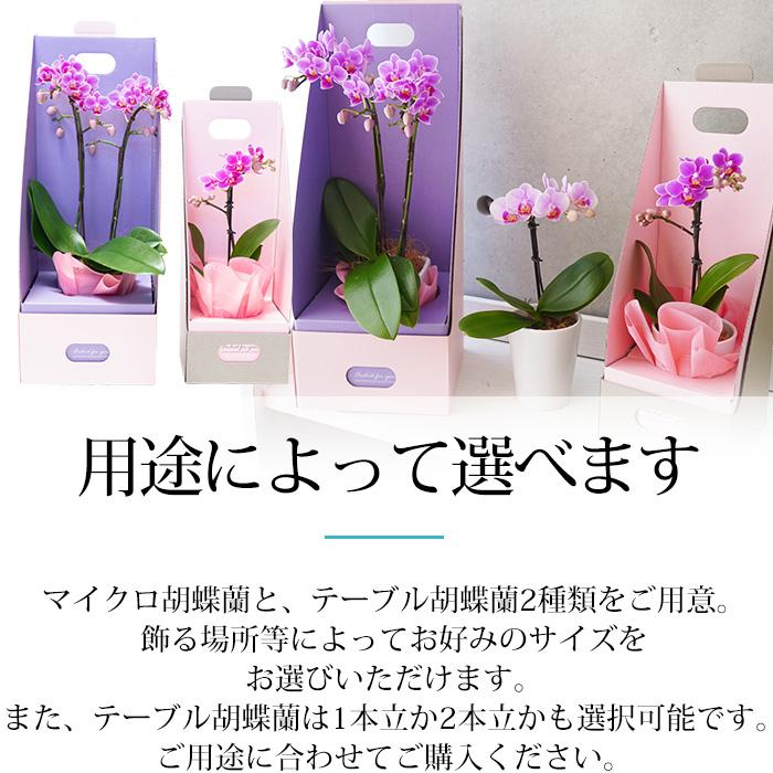胡蝶蘭 マイクロ胡蝶蘭 1本立 2.5号 2WAYBOX ギフトBOX入 爆買 : 産直