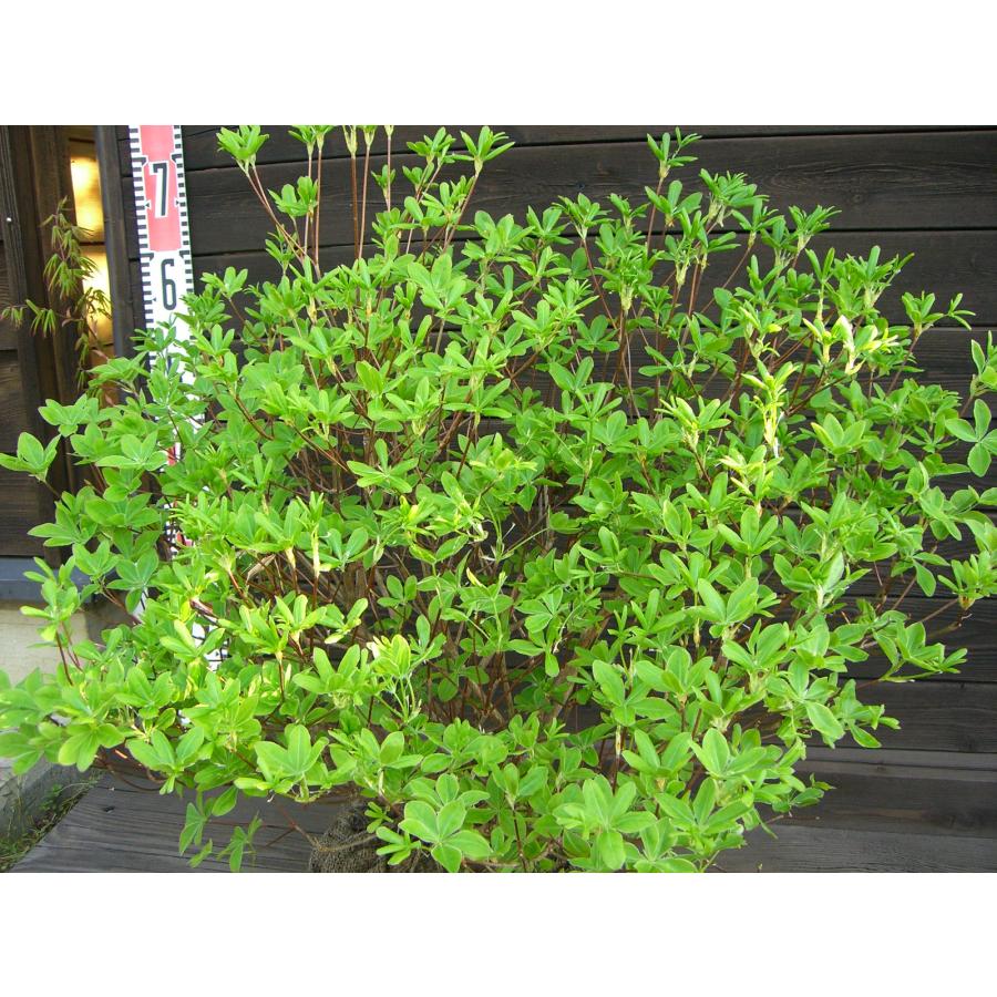 シロヤシオツツジ 良形良株 : 横の植木屋さん - 通販 - Yahoo!ショッピング