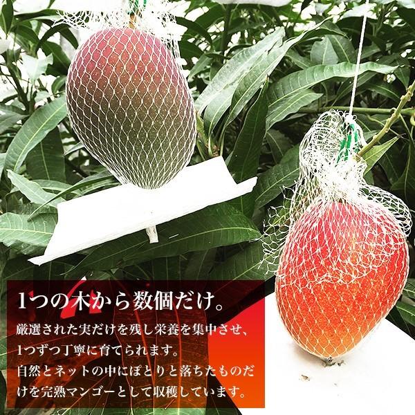 宮崎完熟マンゴー 2個セット 4Lサイズ ギフト プレゼント 贈答品 母の