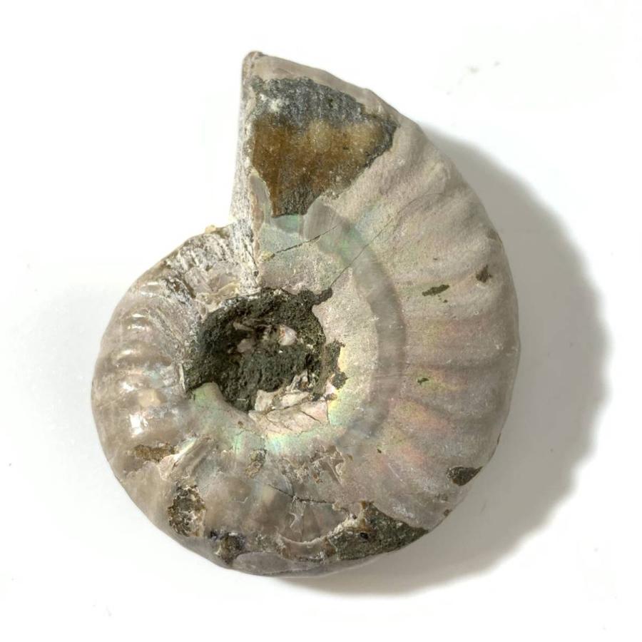 No.00149 本物 虹色 アンモナイト化石 アンモナイト 化石 化石標本