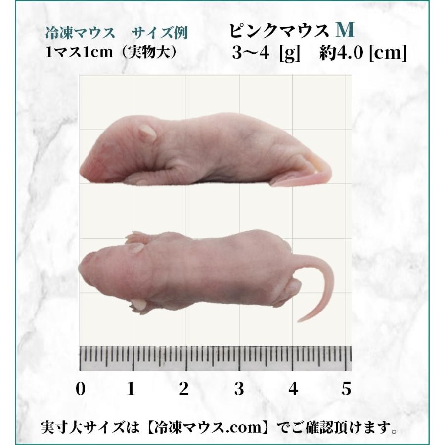 ZAZOO 国産 冷凍マウス ピンクマウスM 3〜4 g 約4.0 cm 真空 個別包装