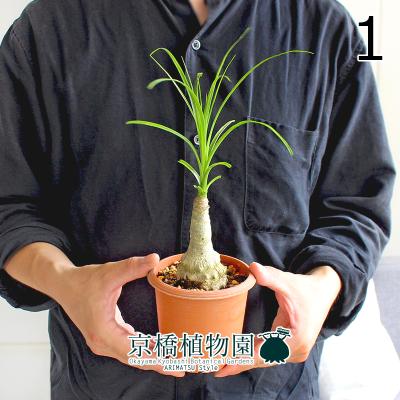 トックリランのおすすめ人気ランキングTOP100 - Yahoo!ショッピング