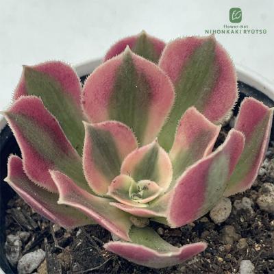 アエオニウム 綴化のおすすめ人気商品一覧 通販 - Yahoo!ショッピング
