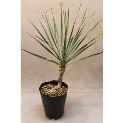 ユッカ ロストラータのおすすめ人気ランキングTOP100 - Yahoo!ショッピング