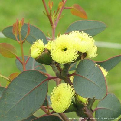 ユーカリ（種、種子） | 花、ガーデニング のおすすめ人気商品一覧