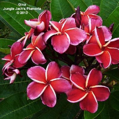 イングの森 花苗の専門店 - □プルメリア｜Yahoo!ショッピング