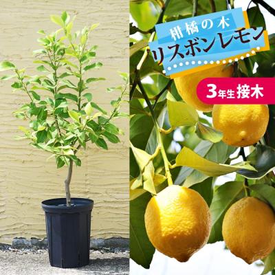 苗木部 花ひろばオンライン - レモン・ライム｜Yahoo!ショッピング