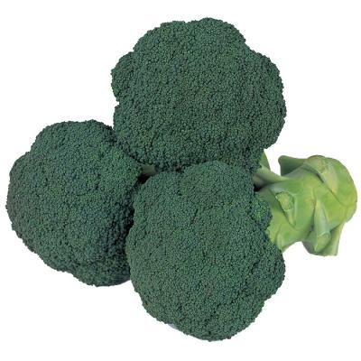 ブロッコリー 種 ペレット5000粒 サカタのタネのおすすめ人気商品一覧