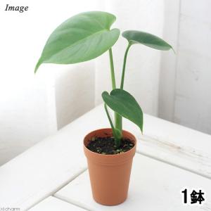 多肉植物）サンスベリア アブリティアナ 6号（1鉢） : チャーム