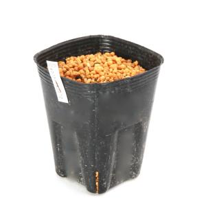 山野草）テンナンショウ（天南星）模様葉ホロテンナンショウ Sサイズ