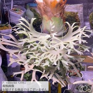 エアープランツ専門店B&L - Yahoo!ショッピング