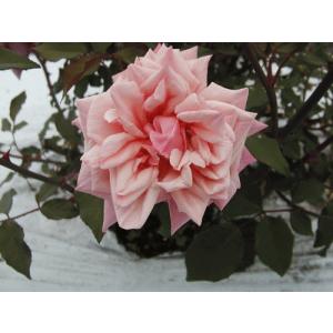 オールドローズ バラ苗 マダム ゾイットマン ナチュラルカット大苗