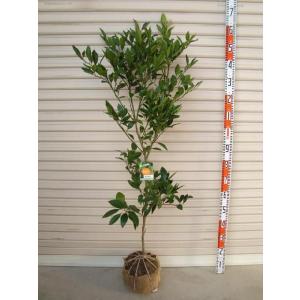 2026年2月】田口早生みかんのおすすめ人気ランキング - Yahoo!ショッピング