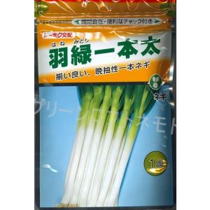 ねぎ 羽緑一本太葱ペレット種子 5000粒 （株）トーホク : グリーン