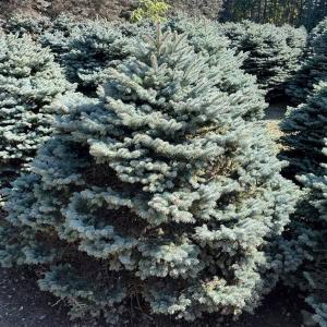 ピセアプンゲンス 苗 ホプシー 1株 花木苗 国華園 爆買 : 花と緑 国