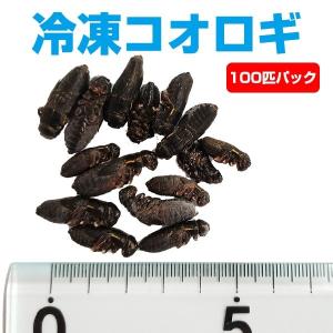 冷凍 エサ冷凍 冷凍マウス ホッパー Sサイズ 約10g 10匹パック T2