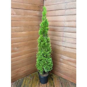 ムーングロー 10号 コニファー 観葉植物 インテリア 鉢植え