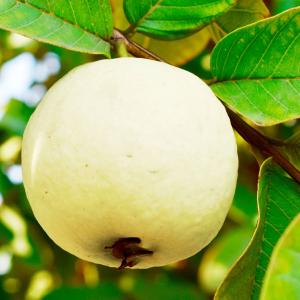 果樹苗 ホワイトサポテ ルーク 1株 爆買 : 花と緑 国華園 - 通販