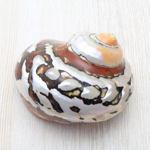 ウニ殻（茶・緑系） 貝殻 約7〜8cm 標本 インテリア 天然