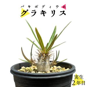 コーデックス：パキポディウム グラキリス 実生*枝幅15cm 現品！一品