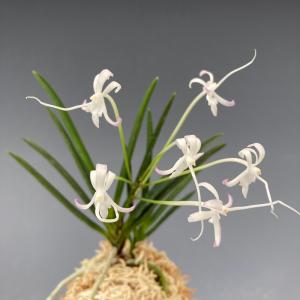 富貴蘭】 駿河覆輪（するがふくりん）1条/ 花 蘭 古典植物 フウラン