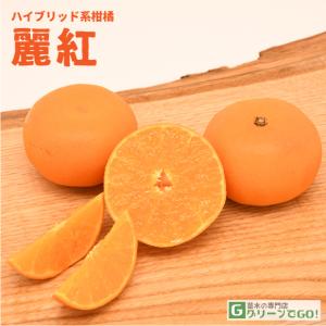 □優良2年生大苗□ みかん 苗木 【種なし小みかん 無核紀州 （むかくき