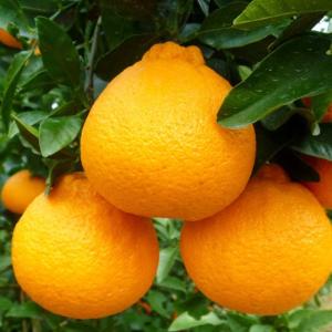 □優良2年生大苗□ みかん 苗木 【種なし小みかん 無核紀州 （むかくき