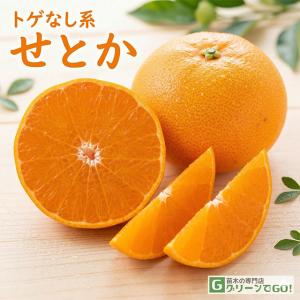 みかん 苗木 デコポン 不知火 3年生接木大苗 産地で剪定済 1.0m苗