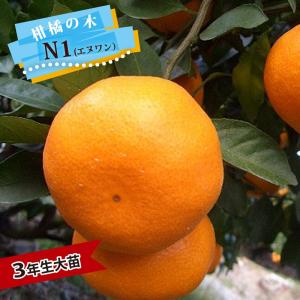 みかん 苗木 ゆら早生 温州みかん 3年生接木大苗 産地で剪定済 1.0m苗