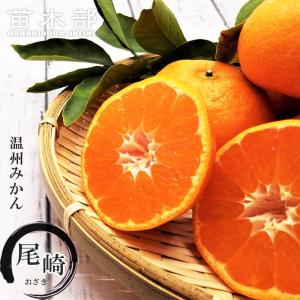 田口早生】 4年生接木苗 大苗 温州ミカン ※納期指定:発送予定2026