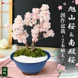 現品】花梅盆栽 日光（にっこう）6号プラ鉢 : 植物・園芸専門店 花育