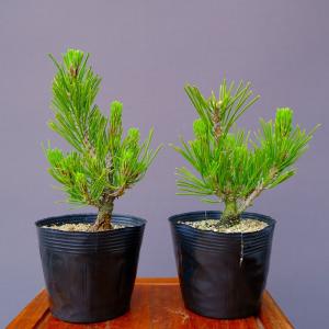 株）一樹園 千寿姫【新品種】 小品盆栽／樹齢20年 : 一樹園 - 通販