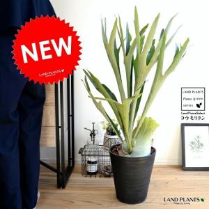 ワンダエ ドワーフ アンド カーリング 4 P.wandae 'Dwarf & Curling