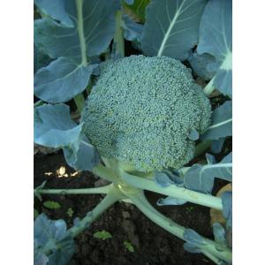 SK9-099 ブロッコリー種子 ペレット5000粒 【野菜種子】【サカタのタネ
