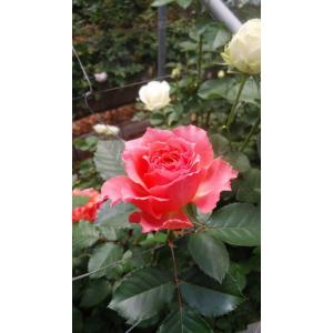 バラ苗 モンレーヌ4号 今井清作出 切り花品種接ぎ木（植え替えず11