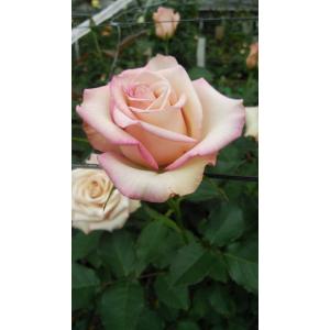 バラ苗 ティアユニーク4号 今井清作出 切り花品種接ぎ木（植え替えず