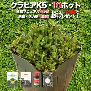 リュウノヒゲ 9cmポット苗 144株 グランドカバー 常緑 多年草 竜のひげ